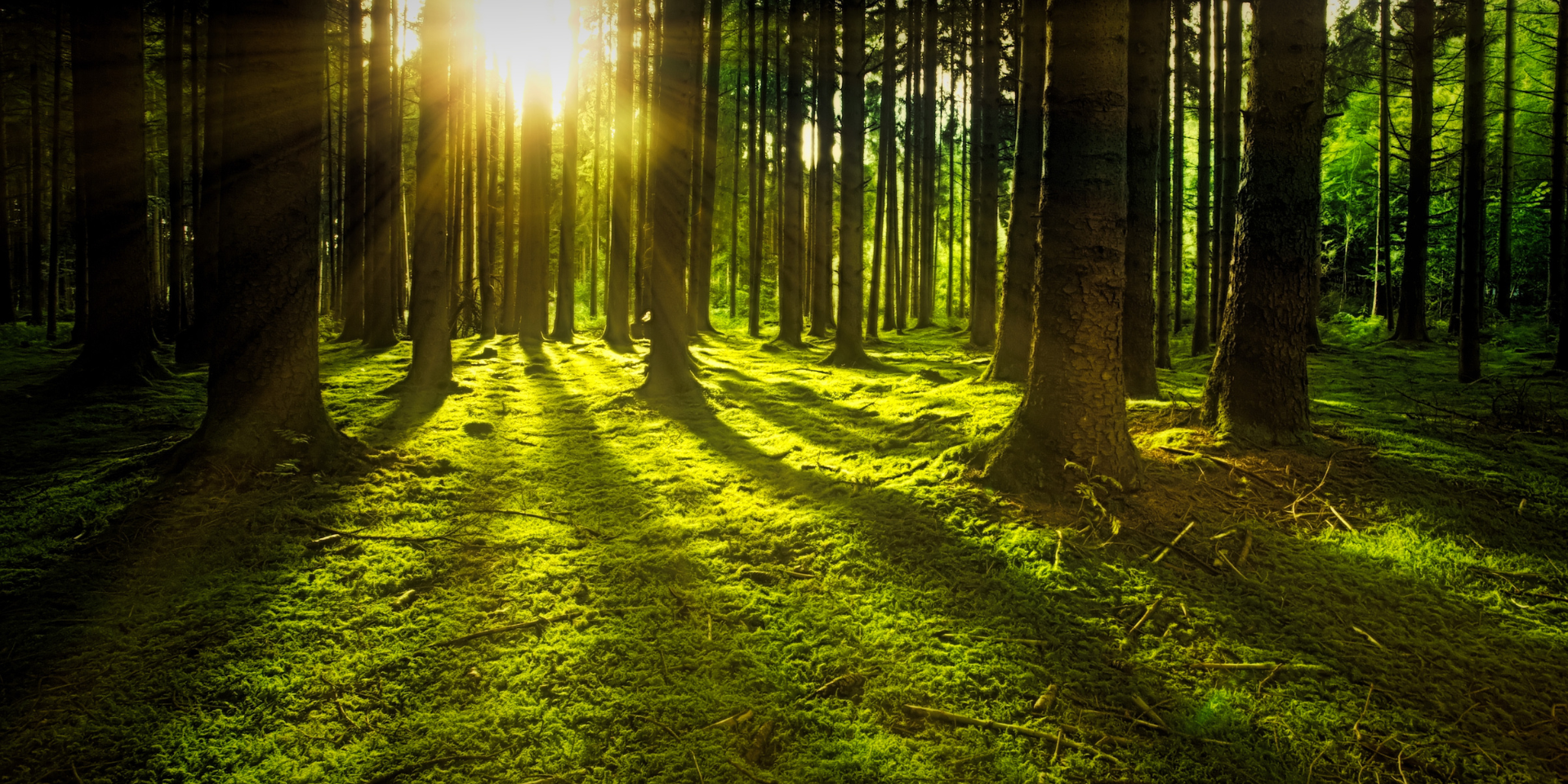 Terapia_Bosque_Concora