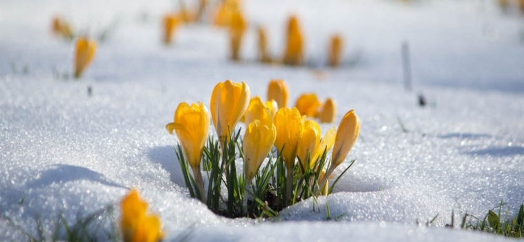 Imbolc, Invierno hacia Primavera